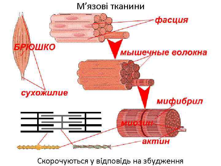 М’язові тканини Скорочуються у відповідь на збудження 