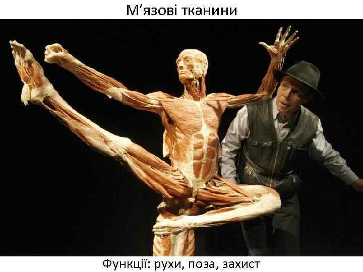 М’язові тканини Функції: рухи, поза, захист 
