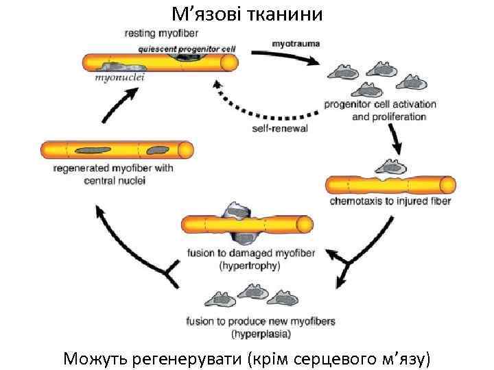 М’язові тканини Можуть регенерувати (крім серцевого м’язу) 