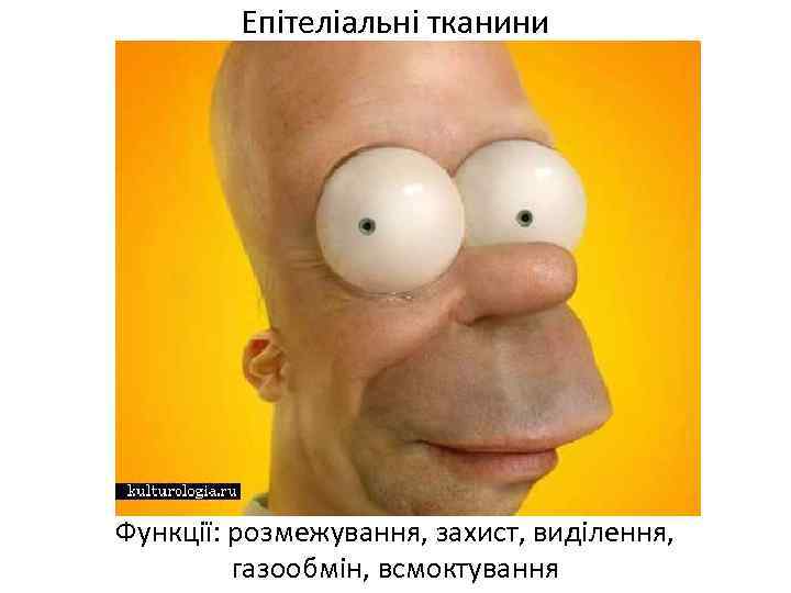 Епітеліальні тканини Функції: розмежування, захист, виділення, газообмін, всмоктування 