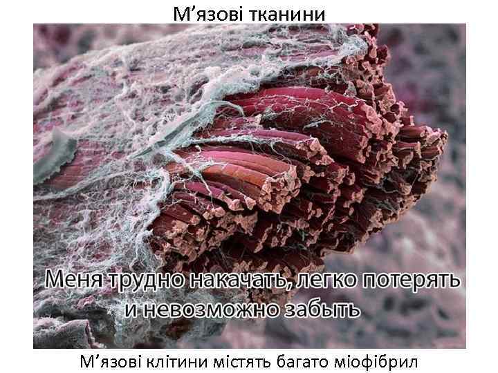 М’язові тканини М’язові клітини містять багато міофібрил 