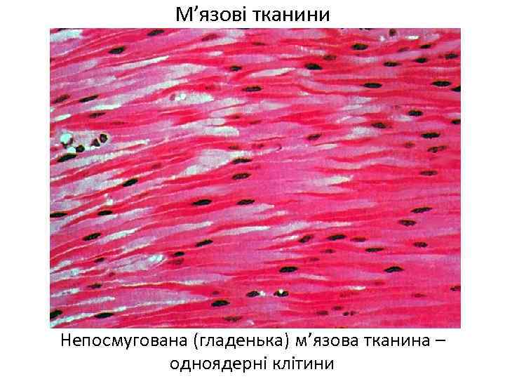 М’язові тканини Непосмугована (гладенька) м’язова тканина – одноядерні клітини 