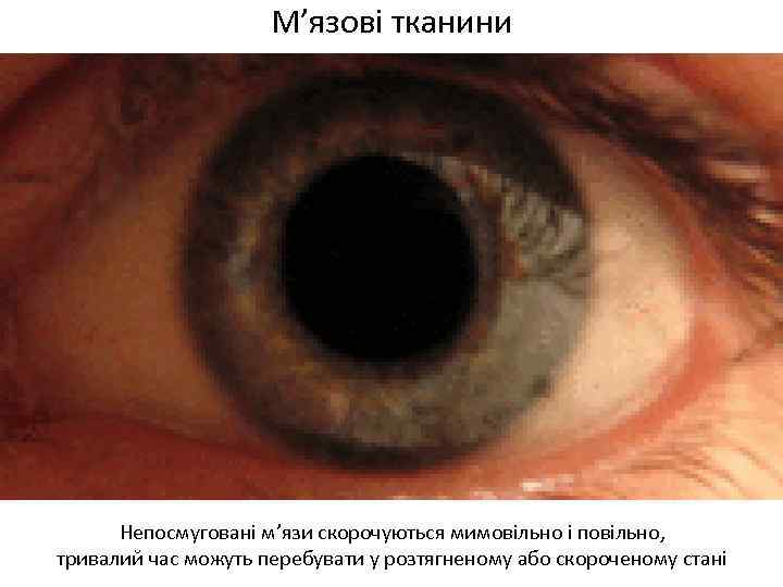 М’язові тканини Непосмуговані м’язи скорочуються мимовільно і повільно, тривалий час можуть перебувати у розтягненому
