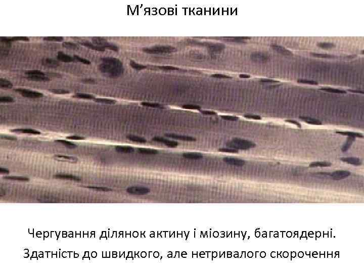 М’язові тканини Чергування ділянок актину і міозину, багатоядерні. Здатність до швидкого, але нетривалого скорочення