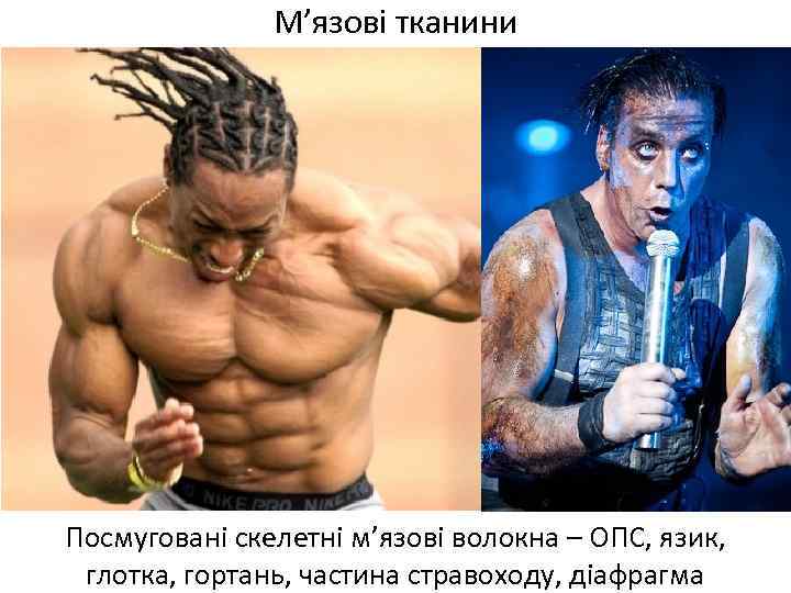 М’язові тканини Посмуговані скелетні м’язові волокна – ОПС, язик, глотка, гортань, частина стравоходу, діафрагма