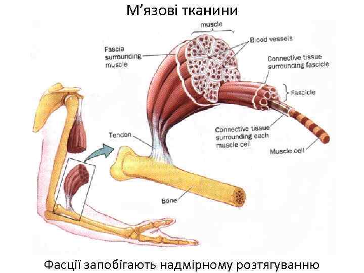 М’язові тканини Фасції запобігають надмірному розтягуванню 
