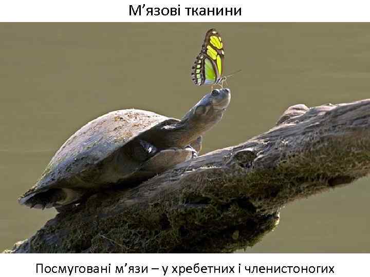 М’язові тканини Посмуговані м’язи – у хребетних і членистоногих 