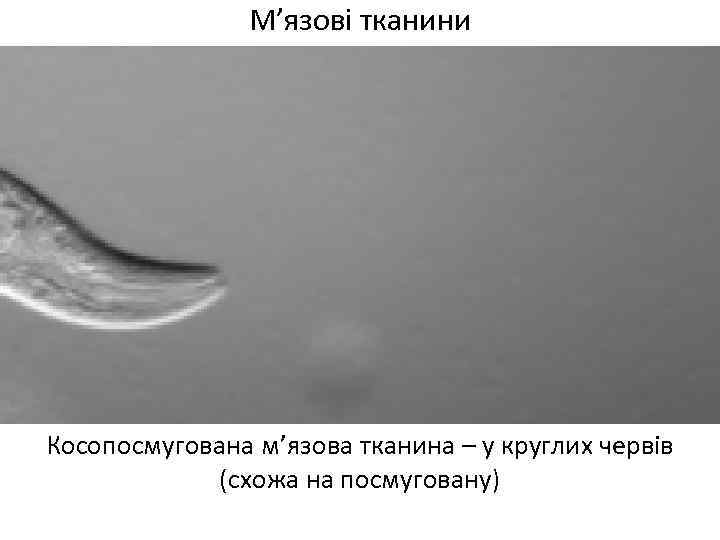 М’язові тканини Косопосмугована м’язова тканина – у круглих червів (схожа на посмуговану) 
