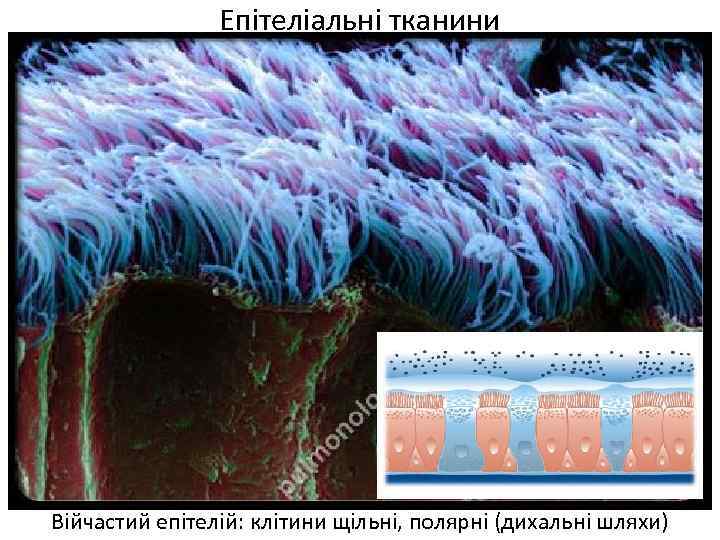 Епітеліальні тканини Війчастий епітелій: клітини щільні, полярні (дихальні шляхи) 
