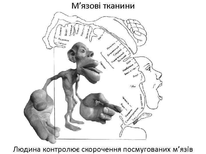 М’язові тканини Людина контролює скорочення посмугованих м’язів 