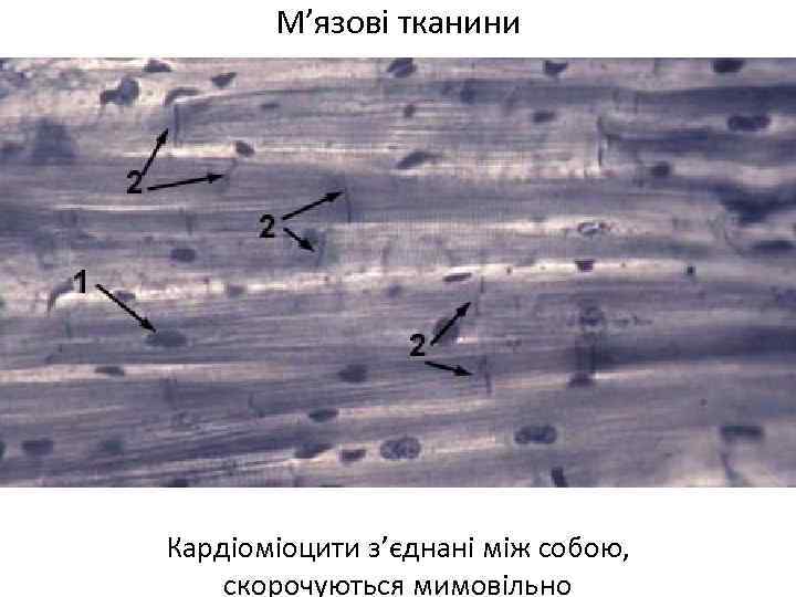 М’язові тканини Кардіоміоцити з’єднані між собою, скорочуються мимовільно 