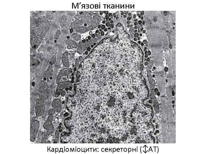 М’язові тканини Кардіоміоцити: секреторні (↕АТ) 
