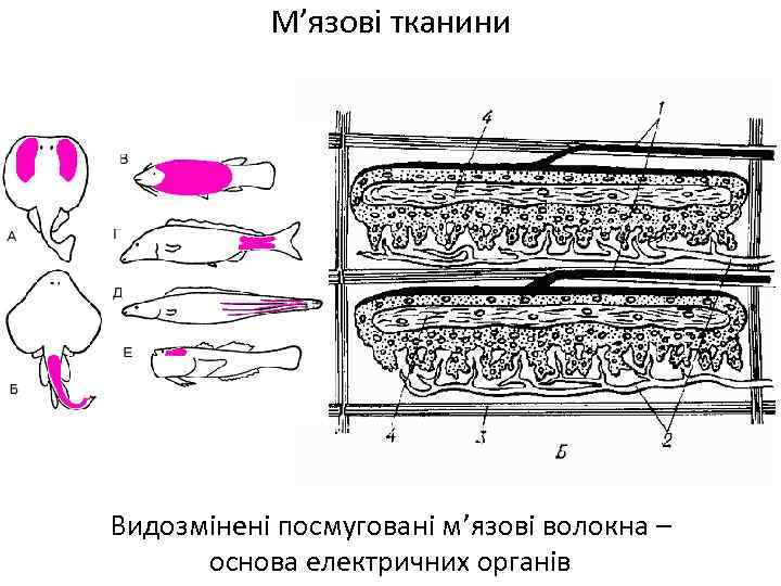 М’язові тканини Видозмінені посмуговані м’язові волокна – основа електричних органів 