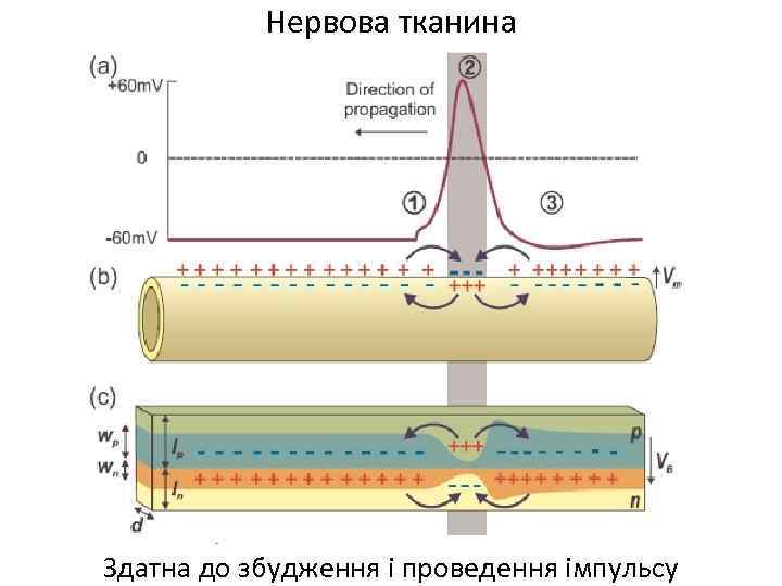 Нервова тканина Здатна до збудження і проведення імпульсу 