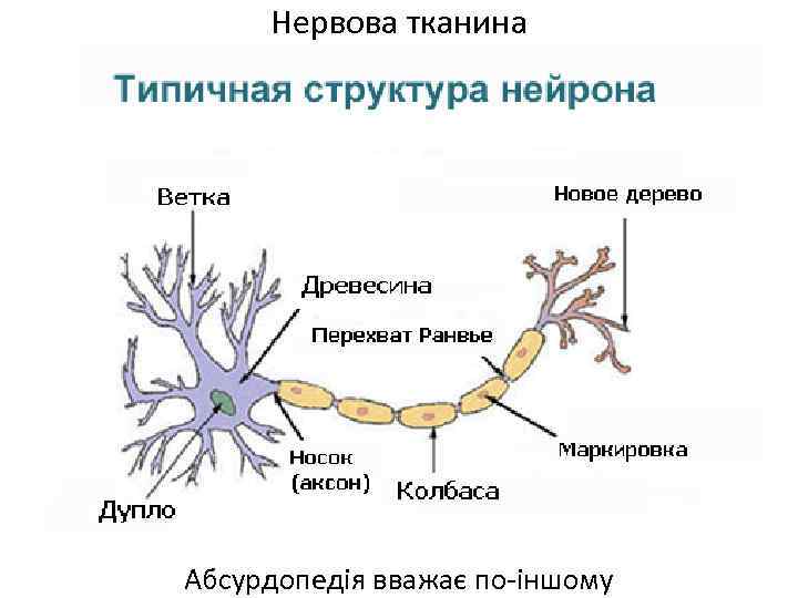 Нервова тканина Абсурдопедія вважає по-іншому 