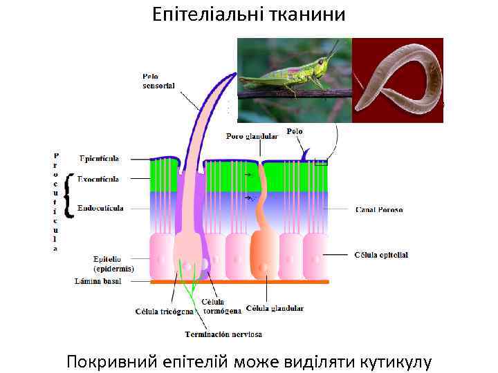 Епітеліальні тканини Покривний епітелій може виділяти кутикулу 