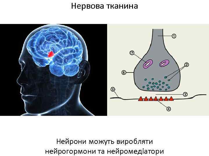 Нервова тканина Нейрони можуть виробляти нейрогормони та нейромедіатори 
