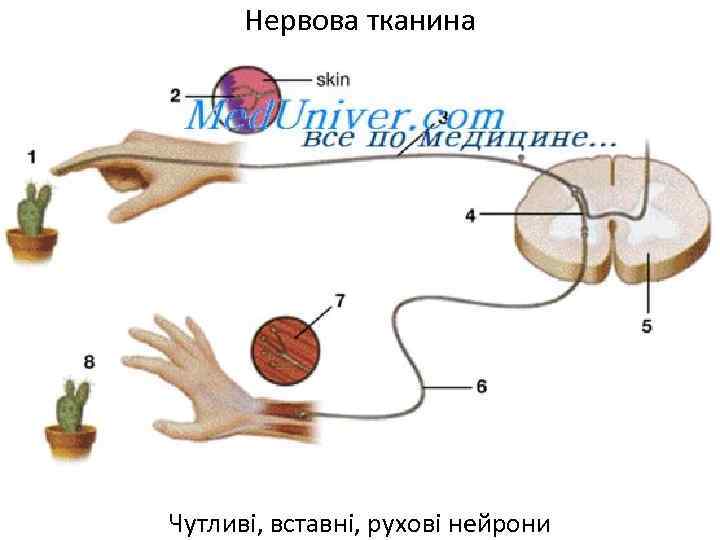 Нервова тканина Чутливі, вставні, рухові нейрони 