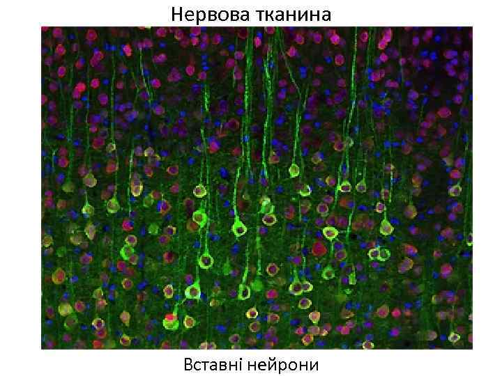 Нервова тканина Вставні нейрони 