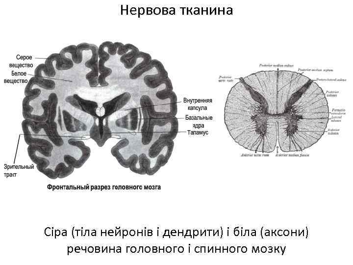Нервова тканина Сіра (тіла нейронів і дендрити) і біла (аксони) речовина головного і спинного