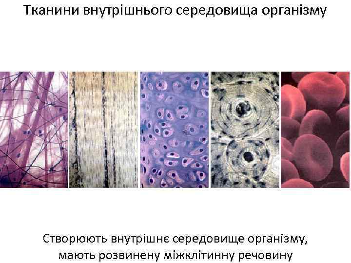 Тканини внутрішнього середовища організму Створюють внутрішнє середовище організму, мають розвинену міжклітинну речовину 