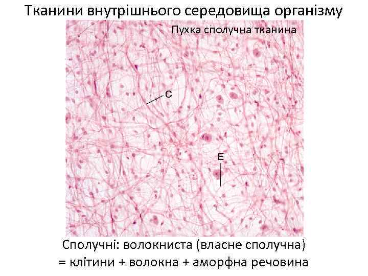 Тканини внутрішнього середовища організму Пухка сполучна тканина Сполучні: волокниста (власне сполучна) = клітини +