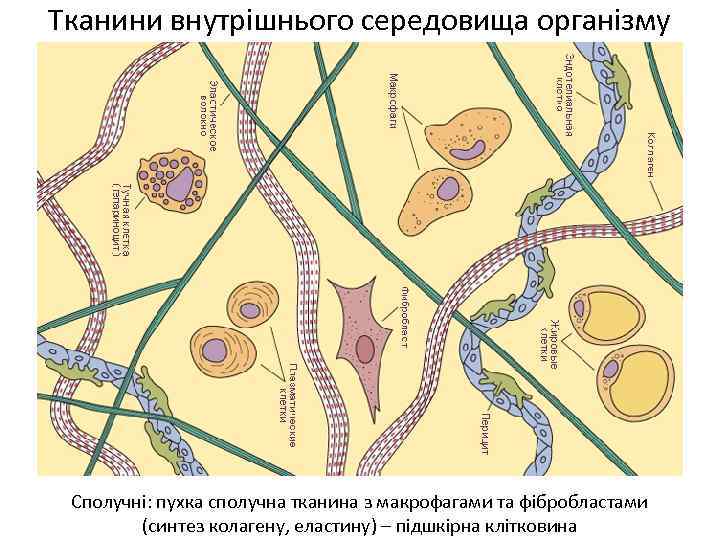 Тканини внутрішнього середовища організму Сполучні: пухка сполучна тканина з макрофагами та фібробластами (синтез колагену,