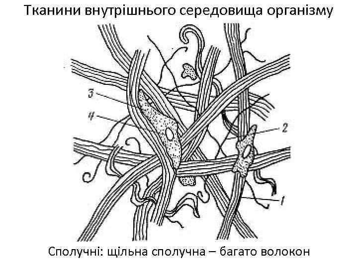 Тканини внутрішнього середовища організму Сполучні: щільна сполучна – багато волокон 