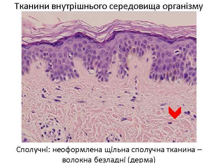 Тканини внутрішнього середовища організму Сполучні: неоформлена щільна сполучна тканина – волокна безладні (дерма) 