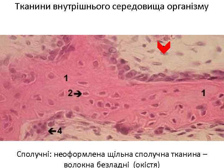Тканини внутрішнього середовища організму Сполучні: неоформлена щільна сполучна тканина – волокна безладні (окістя) 