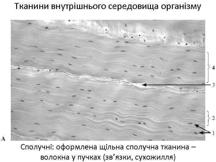 Тканини внутрішнього середовища організму Сполучні: оформлена щільна сполучна тканина – волокна у пучках (зв’язки,