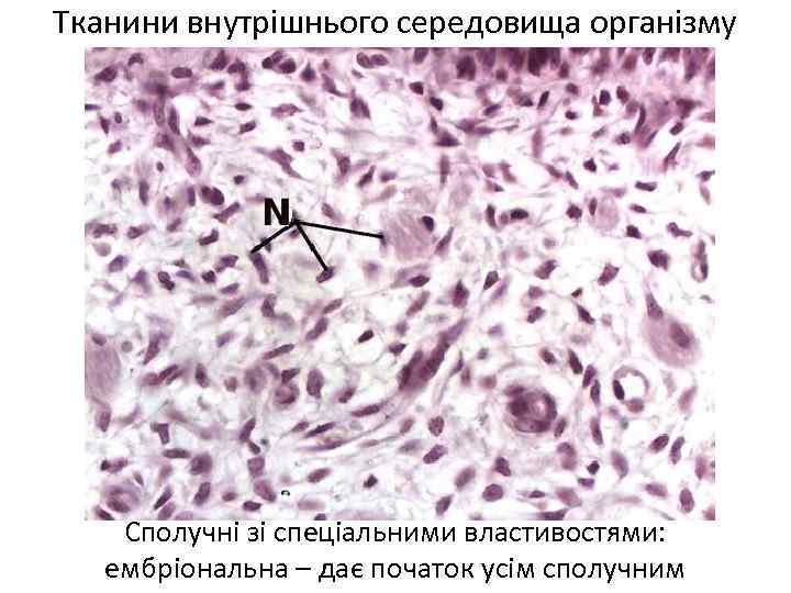 Тканини внутрішнього середовища організму Сполучні зі спеціальними властивостями: ембріональна – дає початок усім сполучним