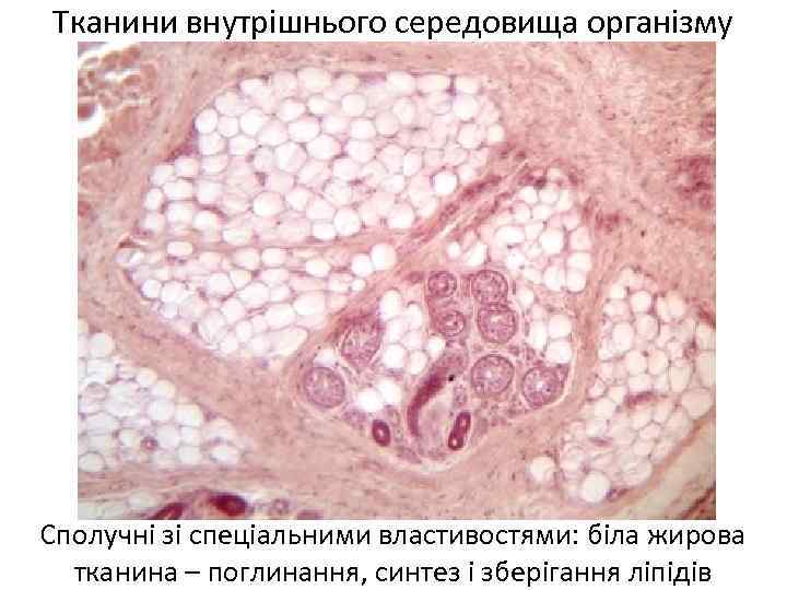 Тканини внутрішнього середовища організму Сполучні зі спеціальними властивостями: біла жирова тканина – поглинання, синтез