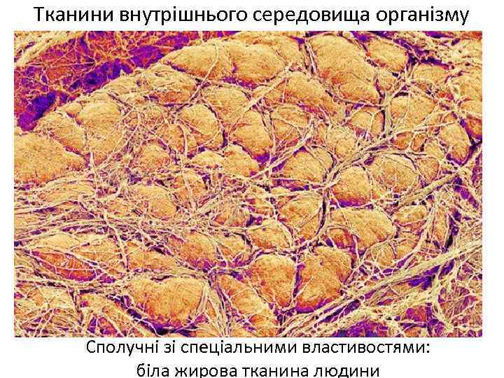 Тканини внутрішнього середовища організму Сполучні зі спеціальними властивостями: біла жирова тканина людини 