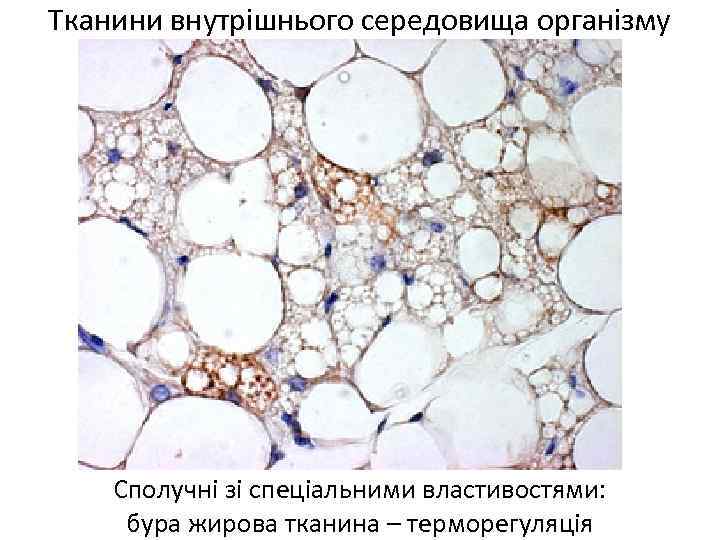 Тканини внутрішнього середовища організму Сполучні зі спеціальними властивостями: бура жирова тканина – терморегуляція 