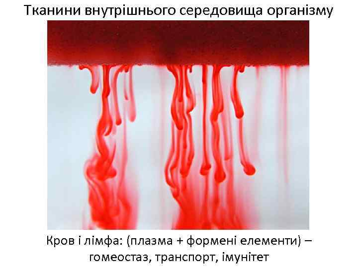 Тканини внутрішнього середовища організму Кров і лімфа: (плазма + формені елементи) – гомеостаз, транспорт,