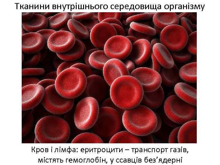 Тканини внутрішнього середовища організму Кров і лімфа: еритроцити – транспорт газів, містять гемоглобін, у