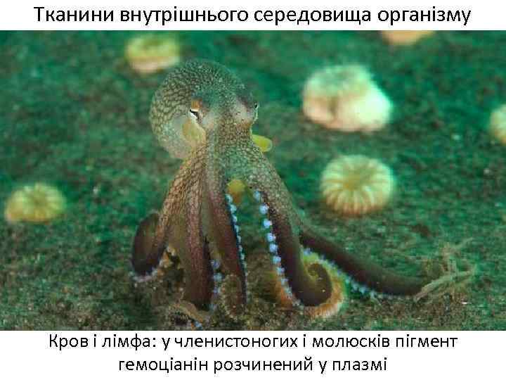 Тканини внутрішнього середовища організму Кров і лімфа: у членистоногих і молюсків пігмент гемоціанін розчинений