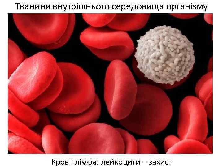 Тканини внутрішнього середовища організму Кров і лімфа: лейкоцити – захист 