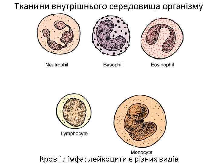 Тканини внутрішнього середовища організму Кров і лімфа: лейкоцити є різних видів 