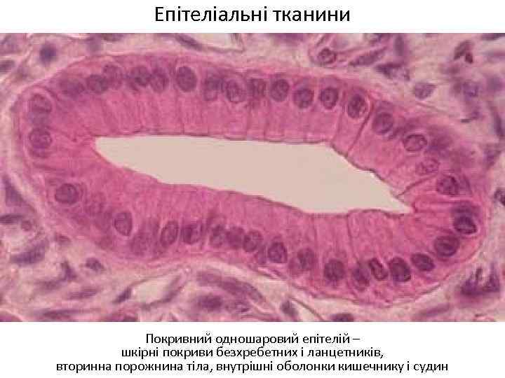 Епітеліальні тканини Покривний одношаровий епітелій – шкірні покриви безхребетних і ланцетників, вторинна порожнина тіла,