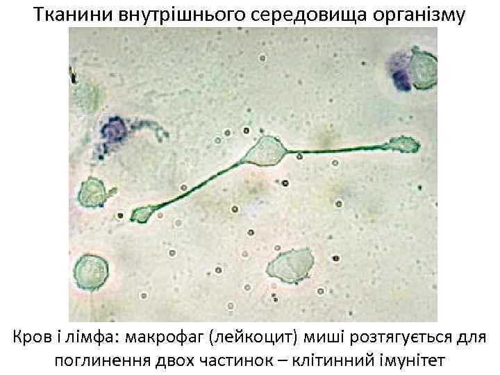 Тканини внутрішнього середовища організму Кров і лімфа: макрофаг (лейкоцит) миші розтягується для поглинення двох