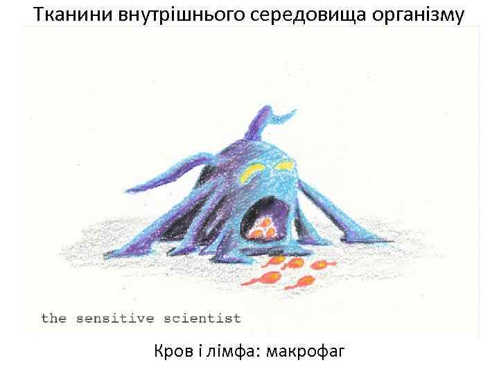Тканини внутрішнього середовища організму Кров і лімфа: макрофаг 