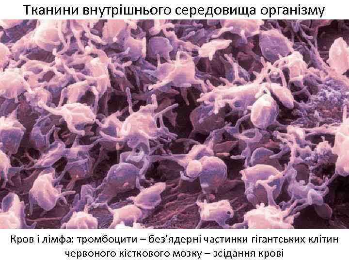 Тканини внутрішнього середовища організму Кров і лімфа: тромбоцити – без’ядерні частинки гігантських клітин червоного