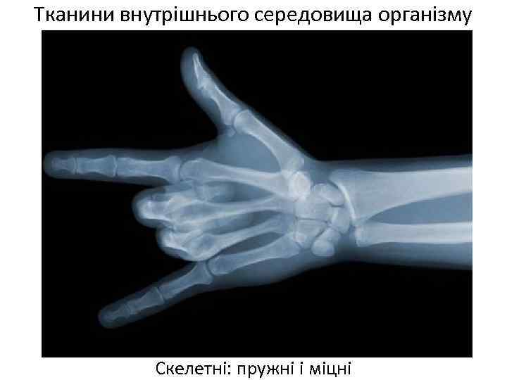 Тканини внутрішнього середовища організму Скелетні: пружні і міцні 