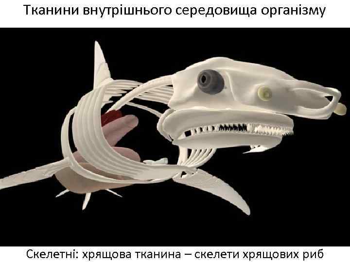 Тканини внутрішнього середовища організму Скелетні: хрящова тканина – скелети хрящових риб 