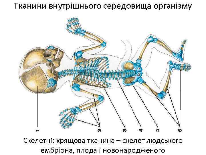 Тканини внутрішнього середовища організму Скелетні: хрящова тканина – скелет людського ембріона, плода і новонародженого