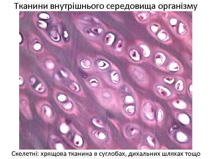 Тканини внутрішнього середовища організму Скелетні: хрящова тканина в суглобах, дихальних шляхах тощо 