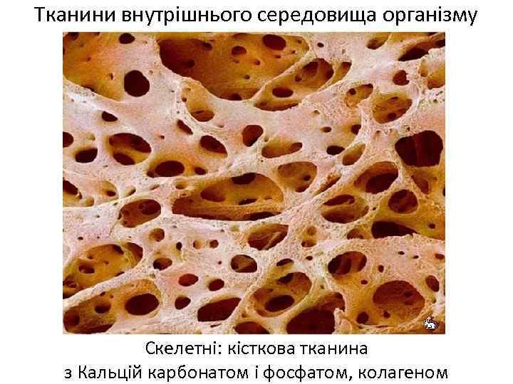 Тканини внутрішнього середовища організму Скелетні: кісткова тканина з Кальцій карбонатом і фосфатом, колагеном 
