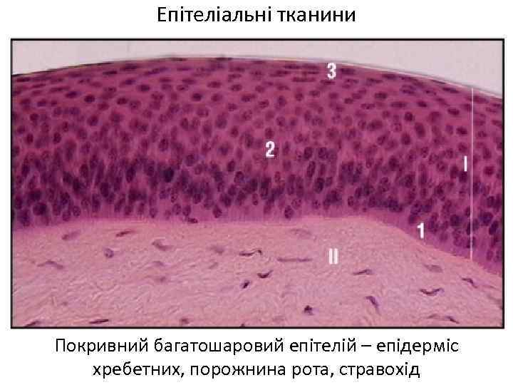 Епітеліальні тканини Покривний багатошаровий епітелій – епідерміс хребетних, порожнина рота, стравохід 
